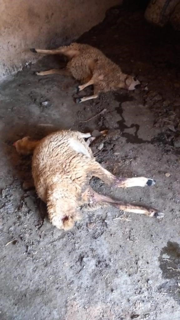 Nevşehir’de aç kalan kurtlar koyunlara saldırdı