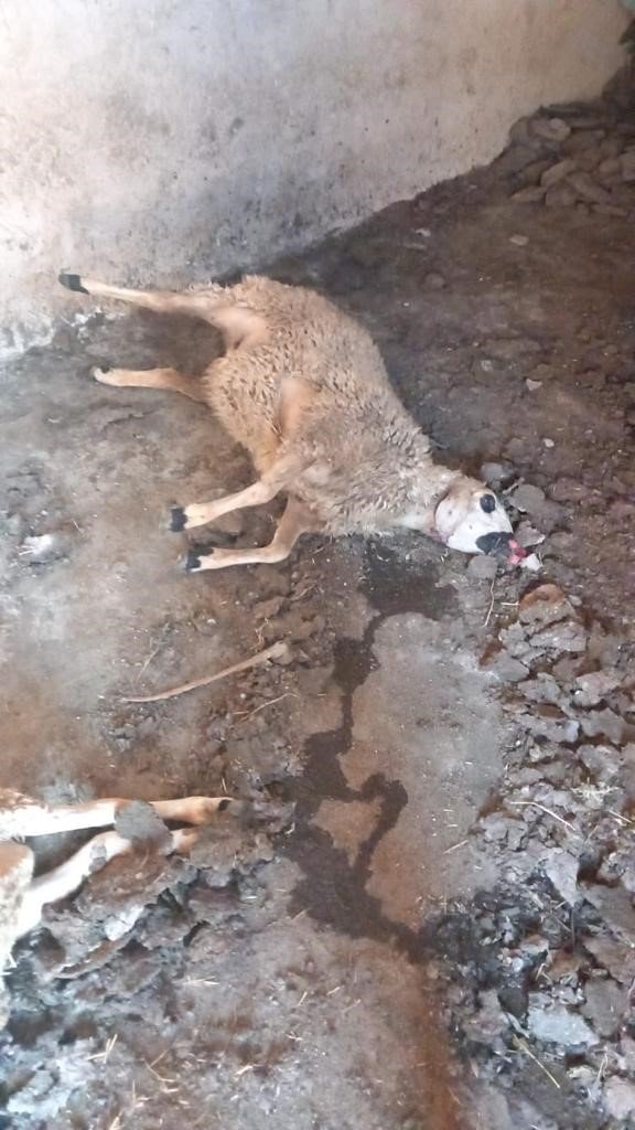 Nevşehir’de aç kalan kurtlar koyunlara saldırdı