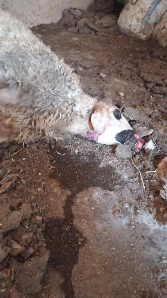 Nevşehir’de aç kalan kurtlar koyunlara saldırdı