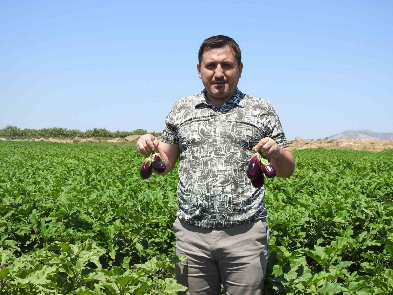 Sınırın sıfır noktasında patlıcan hasadı başladı