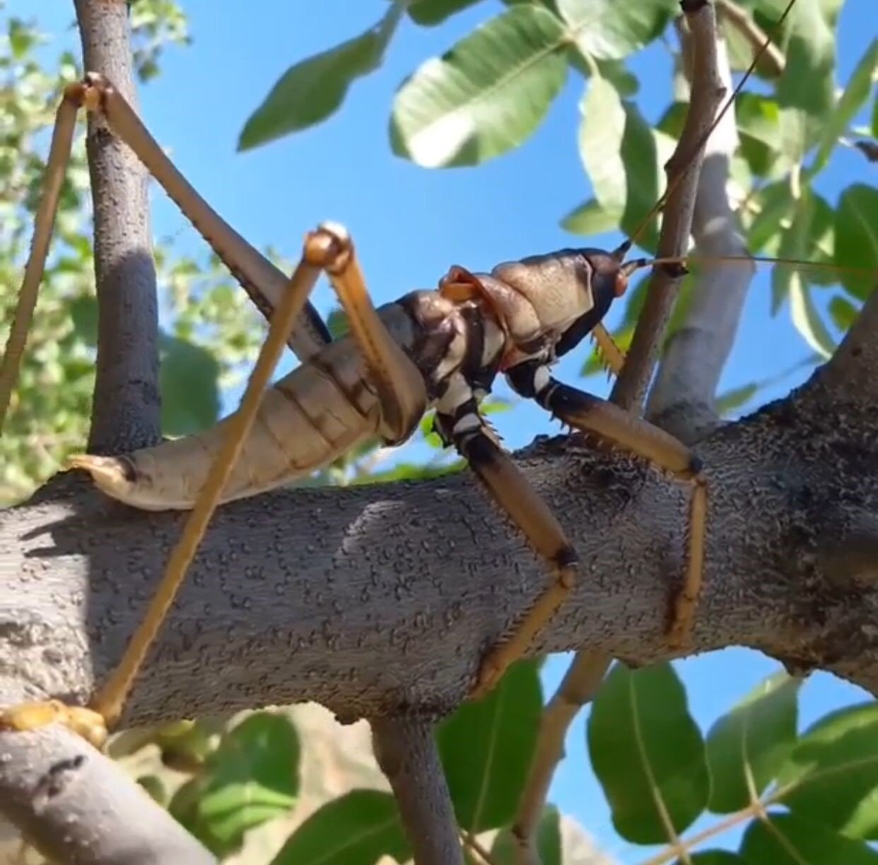 Siirt’te devasa etçil çekirge görüldü