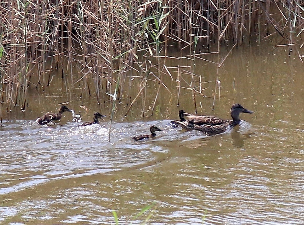 Hersek Lagünü’nde üreyen kuş türü sayısında artış