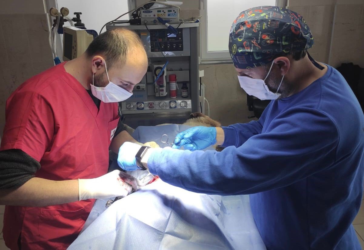 İnegöl Belediyesi 6 ayda 2 bin 700 hayvana şifa oldu