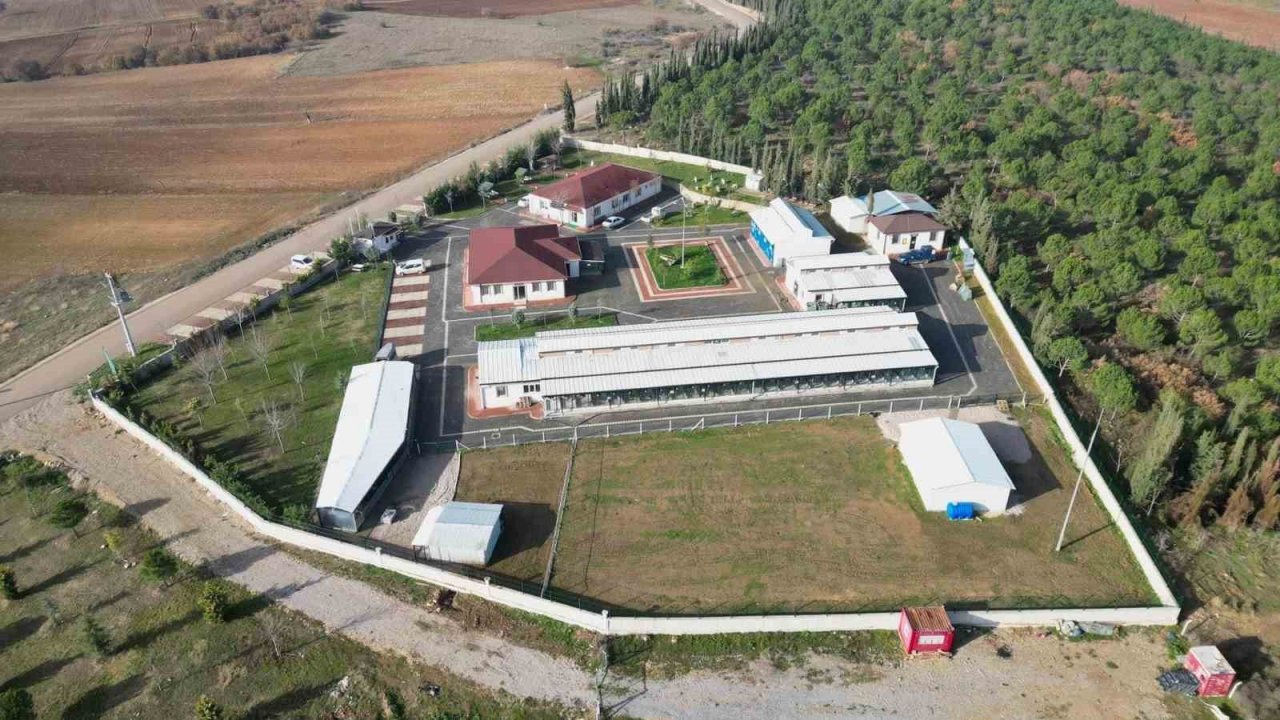 İnegöl Belediyesi 6 ayda 2 bin 700 hayvana şifa oldu