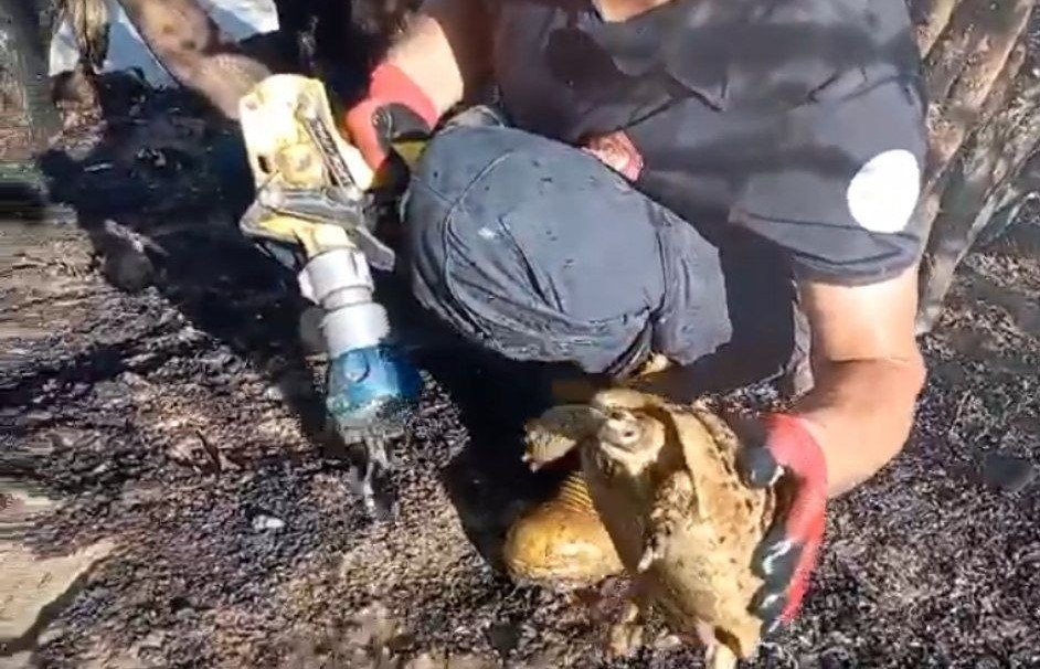 Alevlerin arasından yaşama dönen kaplumbağa, itfaiye erinin sevinci oldu
