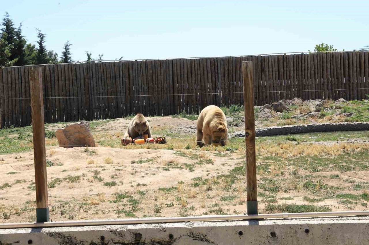 Hayvanat bahçesindeki hayvanlar aşırı sıcakta buzlu meyve kokteyli ile serinliyor