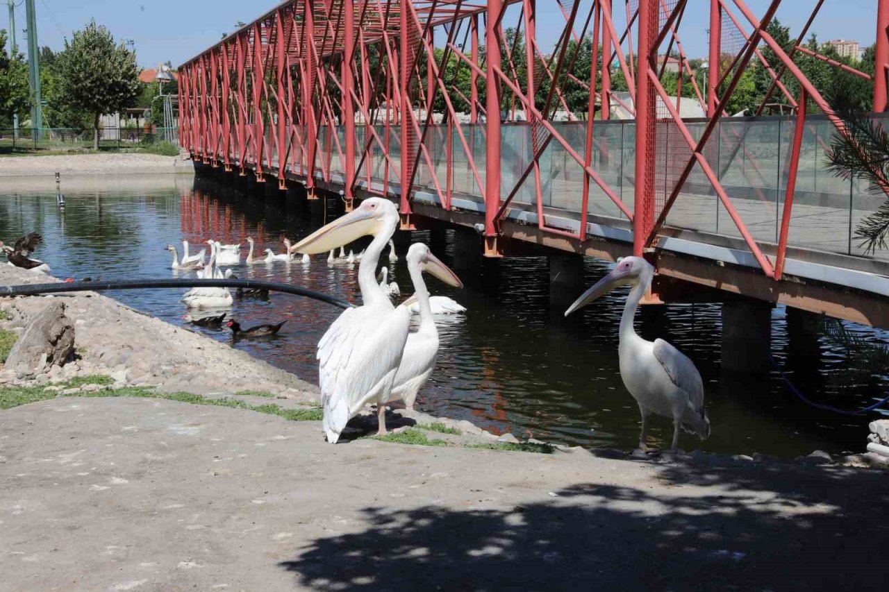 Hayvanat bahçesindeki hayvanlar aşırı sıcakta buzlu meyve kokteyli ile serinliyor