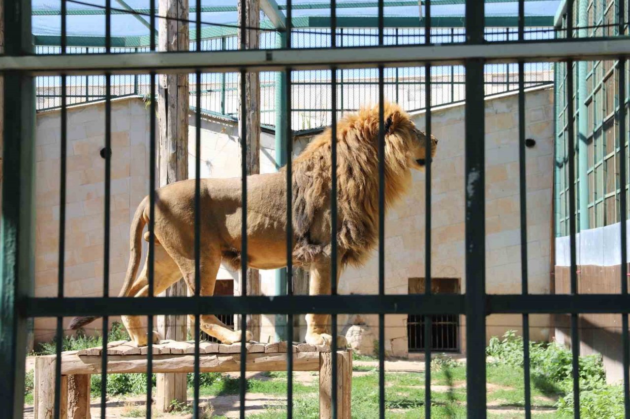 Hayvanat bahçesindeki hayvanlar aşırı sıcakta buzlu meyve kokteyli ile serinliyor