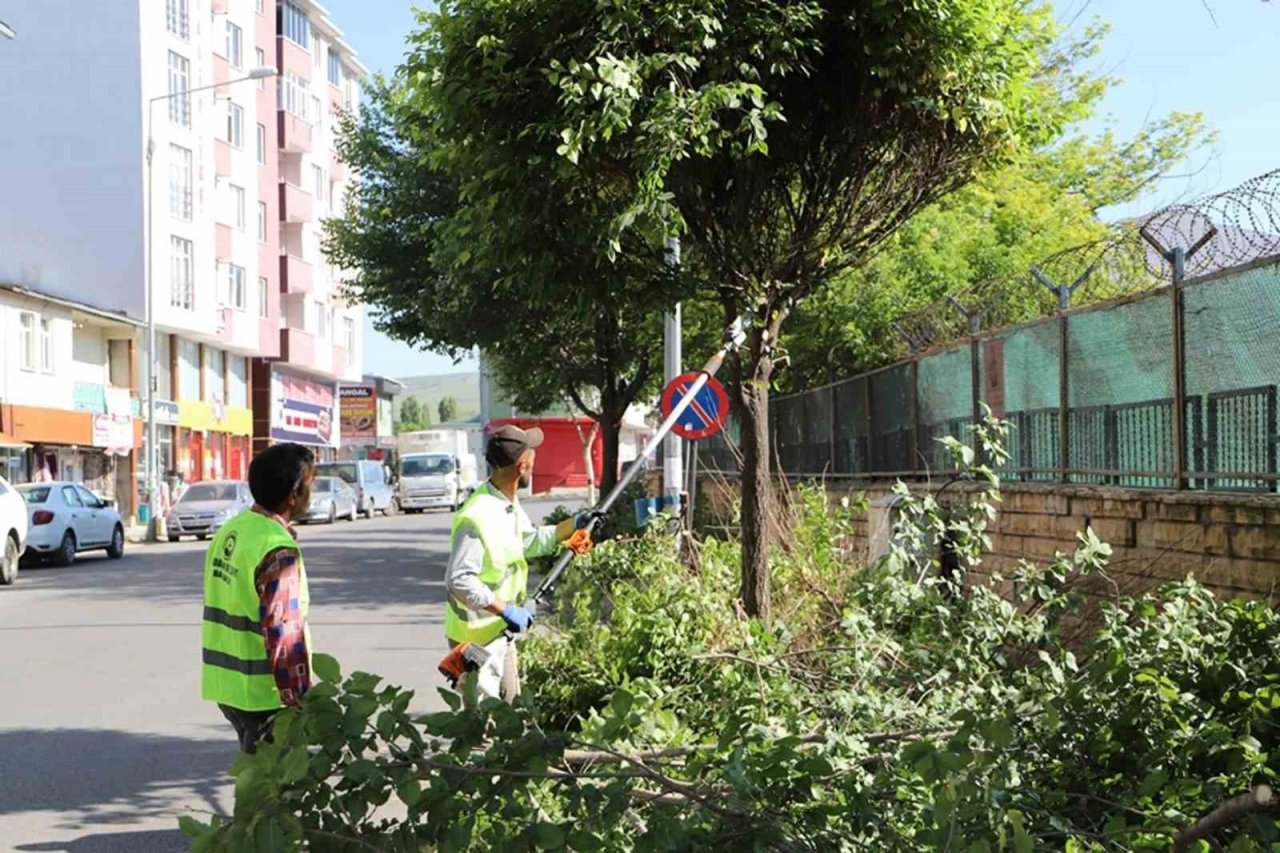 Ağaçlar budanıp yabani otlar temizlendi