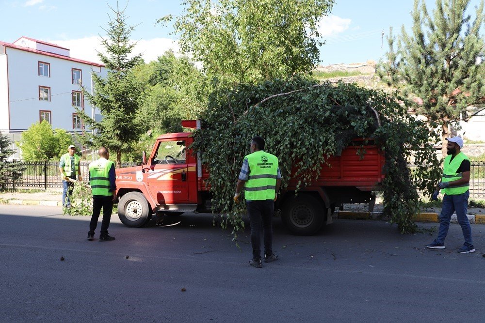 Ağaçlar budanıp yabani otlar temizlendi