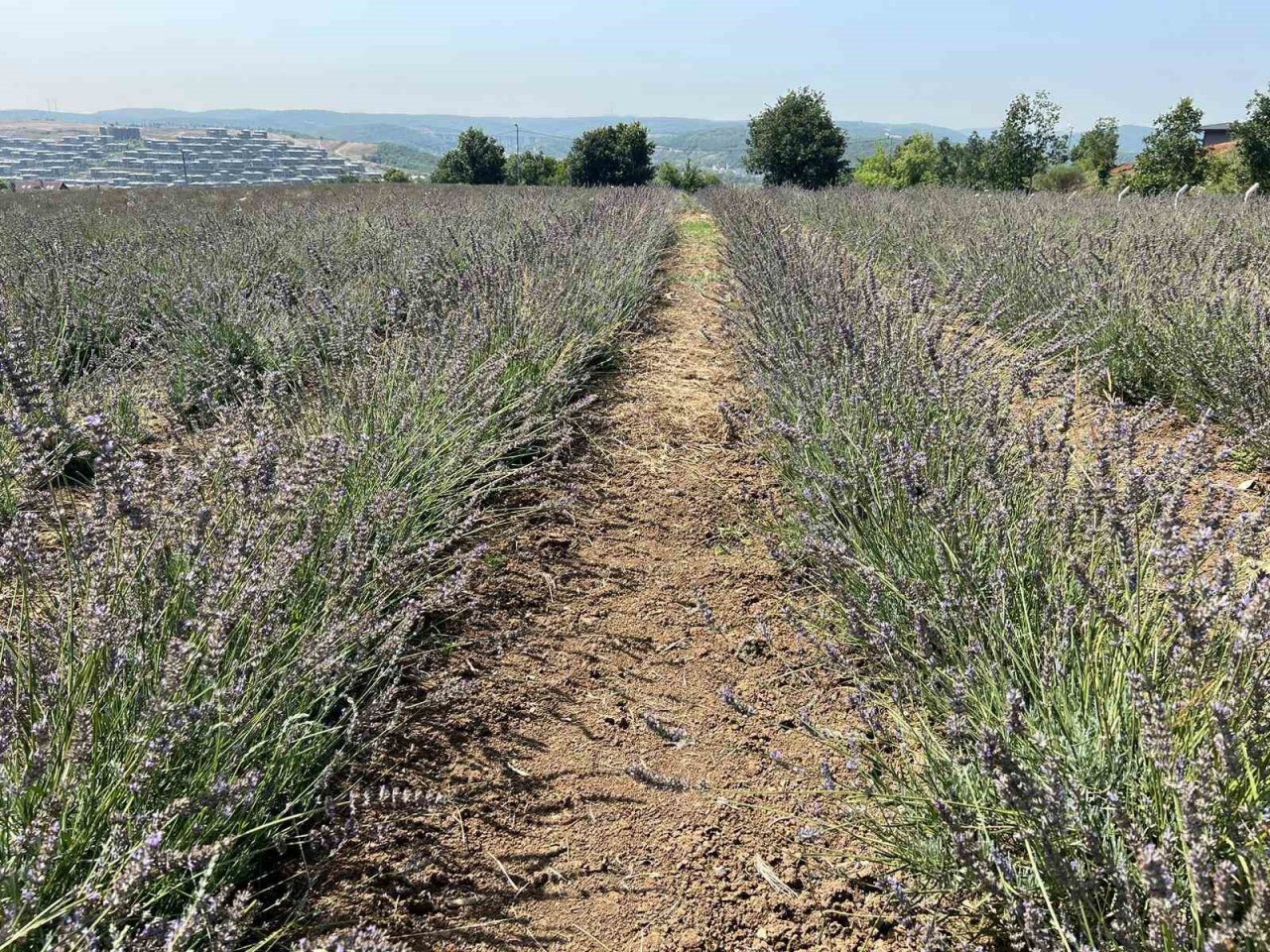 Beykoz’da 162 dönüm lavanta bahçesi