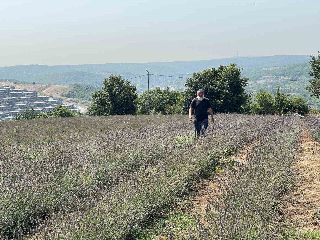 Beykoz’da 162 dönüm lavanta bahçesi