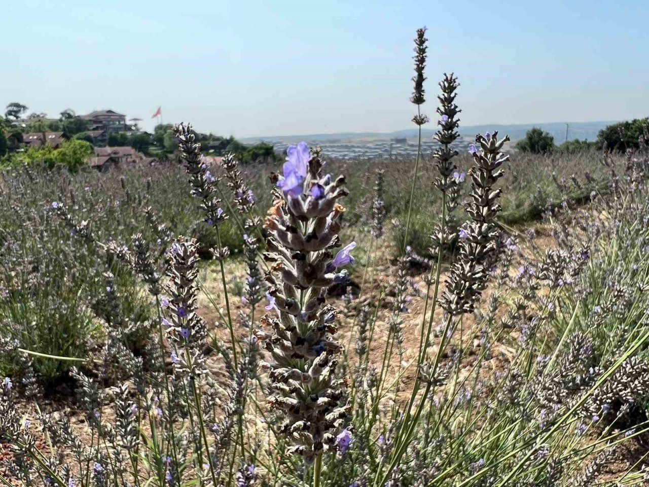 Beykoz’da 162 dönüm lavanta bahçesi