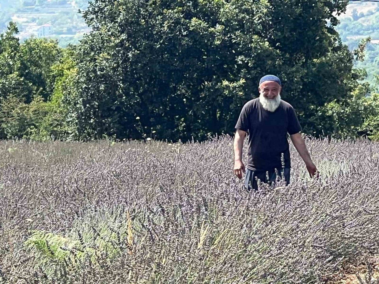 Beykoz’da 162 dönüm lavanta bahçesi