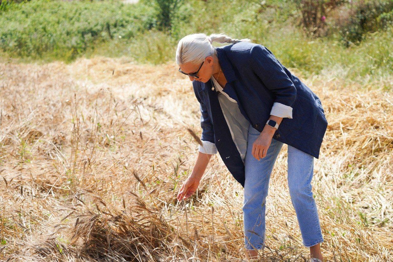 Geçen yıl deneme amaçlı toprakla buluşan karakılçık buğdayının hasadı yapıldı