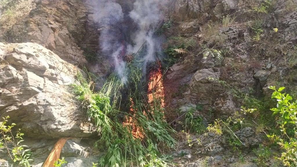 Bingöl’de 2 bin 885 kök kenevir ele geçirildi