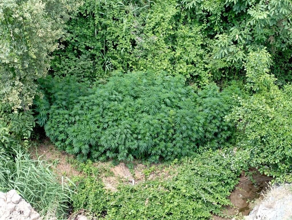 Bingöl’de 2 bin 885 kök kenevir ele geçirildi