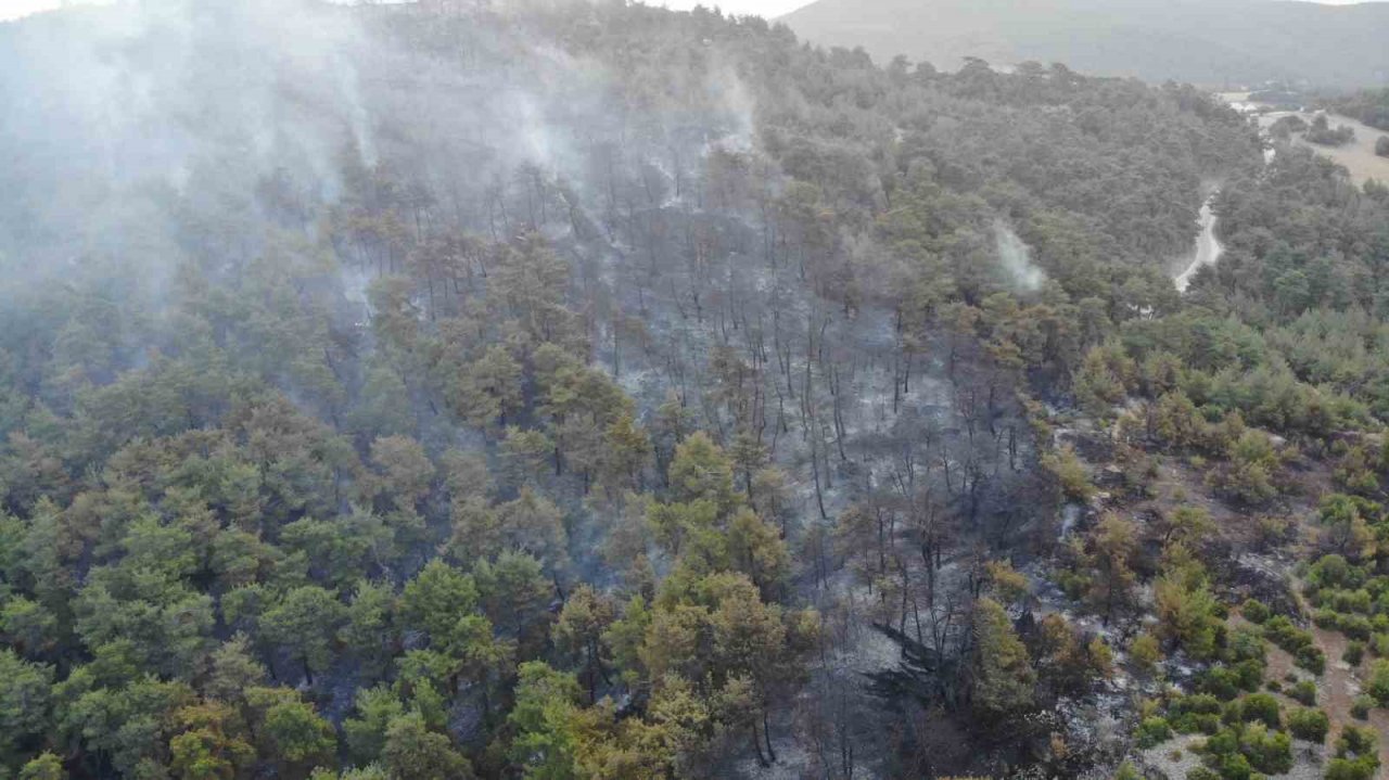 Çanakkale’deki orman yangınına günün ilk ışıklarıyla hava müdahalesi başladı