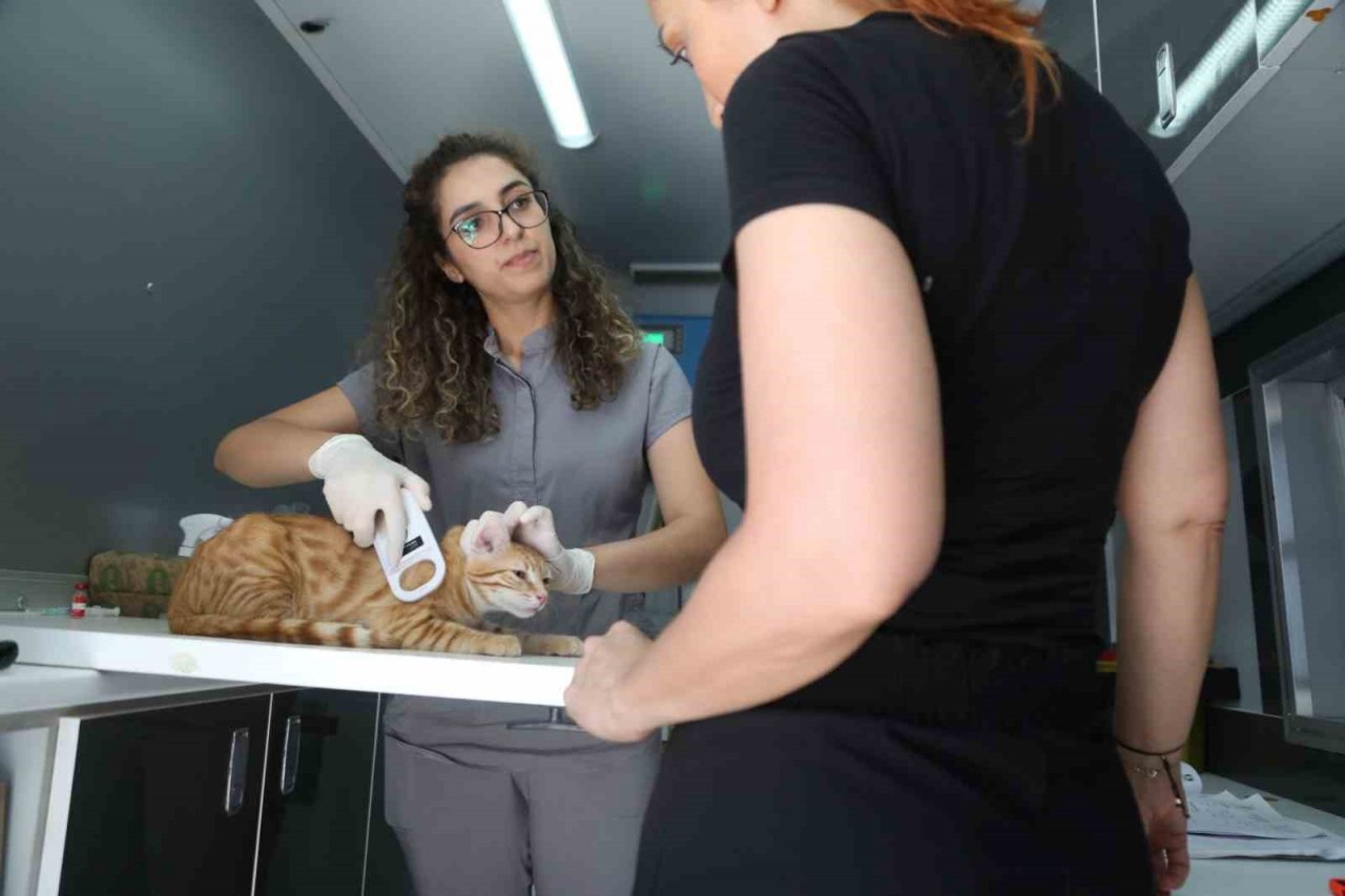 Çipleme, aşılama, genel sağlık kontrolü yapıyorlar