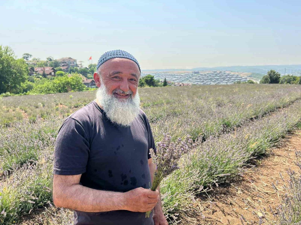 Beykoz’da 162 dönüm lavanta bahçesi