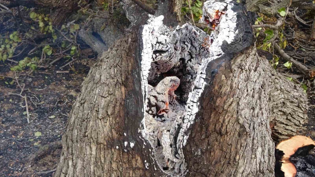 Isparta’da 150 dekar buğday tarlası ve 1 hektar ormanlık alan kül oldu