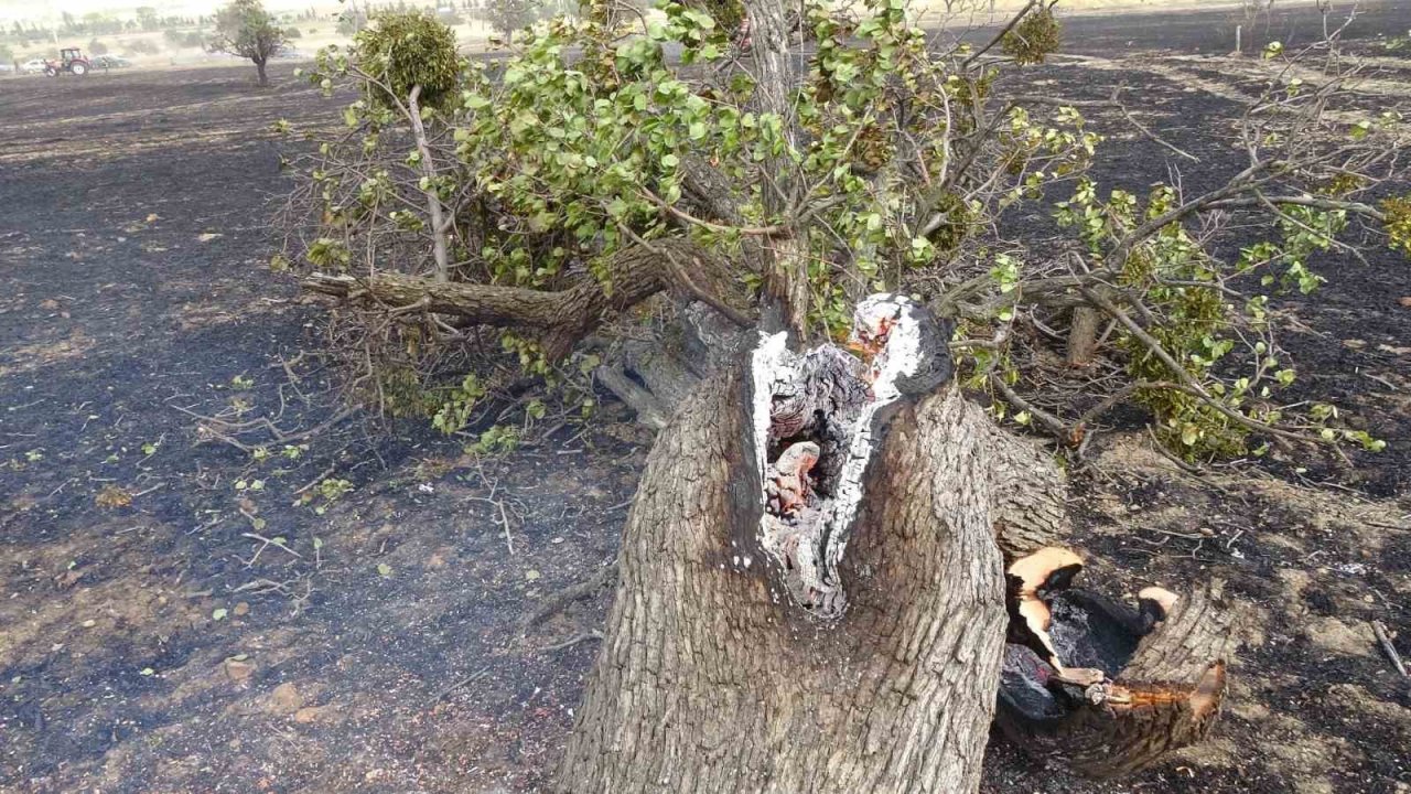 Isparta’da 150 dekar buğday tarlası ve 1 hektar ormanlık alan kül oldu