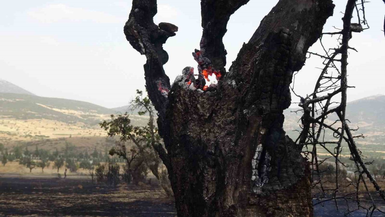 Isparta’da 150 dekar buğday tarlası ve 1 hektar ormanlık alan kül oldu