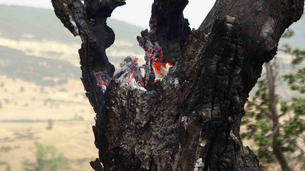 Isparta’da 150 dekar buğday tarlası ve 1 hektar ormanlık alan kül oldu