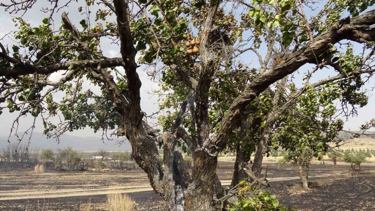Isparta’da 150 dekar buğday tarlası ve 1 hektar ormanlık alan kül oldu