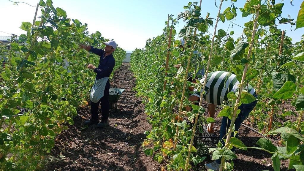 Keçiören Belediyesi’nin bostanlarında hasat başladı