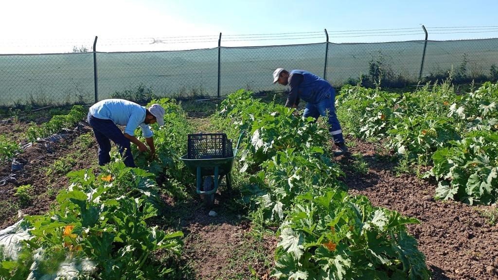 Keçiören Belediyesi’nin bostanlarında hasat başladı