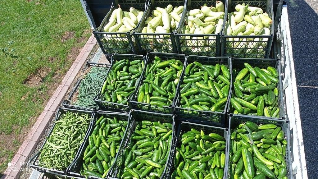 Keçiören Belediyesi’nin bostanlarında hasat başladı