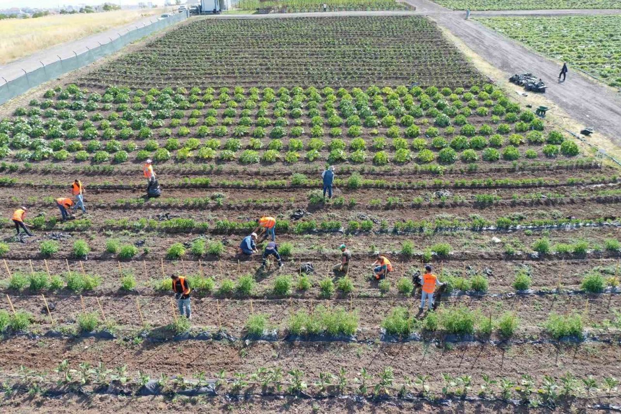 Keçiören Belediyesi’nin bostanlarında hasat başladı
