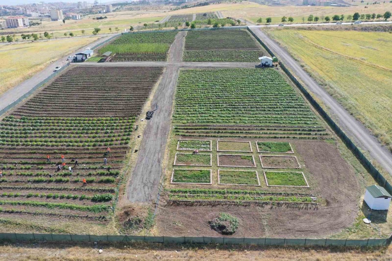 Keçiören Belediyesi’nin bostanlarında hasat başladı