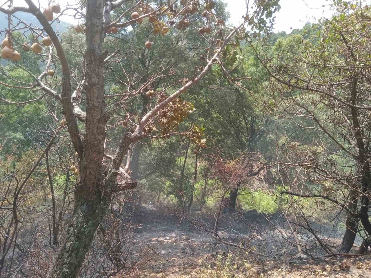 Alaşehir’deki orman yangını kontrol altında