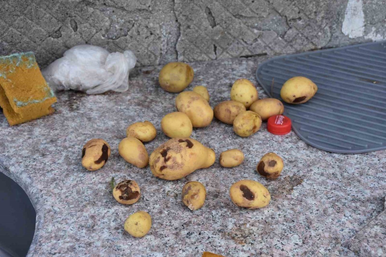 Domuz sürüsünün dadandığı mahallede vatandaşlar tedirgin