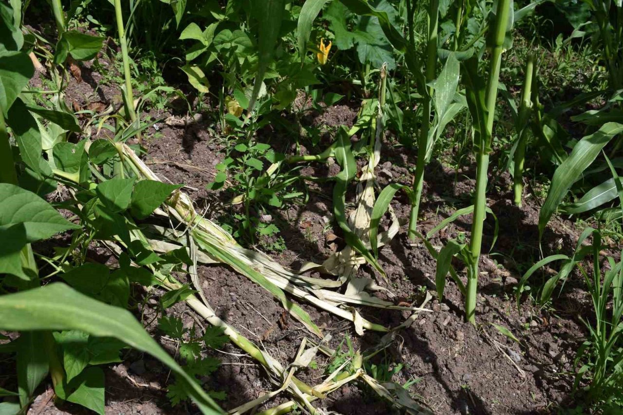 Domuz sürüsünün dadandığı mahallede vatandaşlar tedirgin