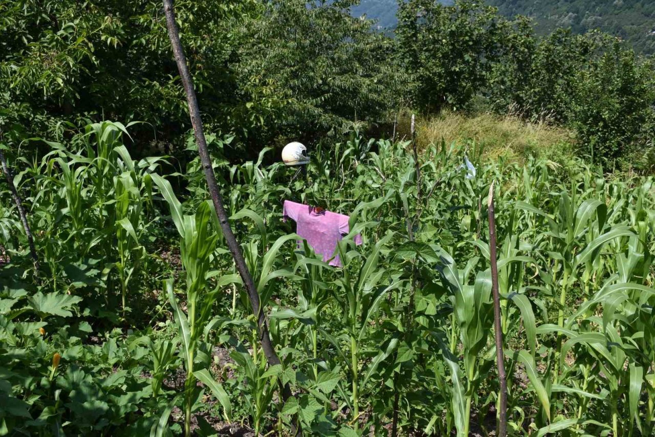 Domuz sürüsünün dadandığı mahallede vatandaşlar tedirgin