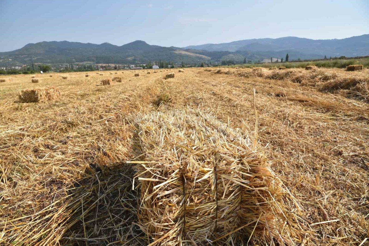 Sındırgı’da kışlık yem hasadı gerçekleştirildi