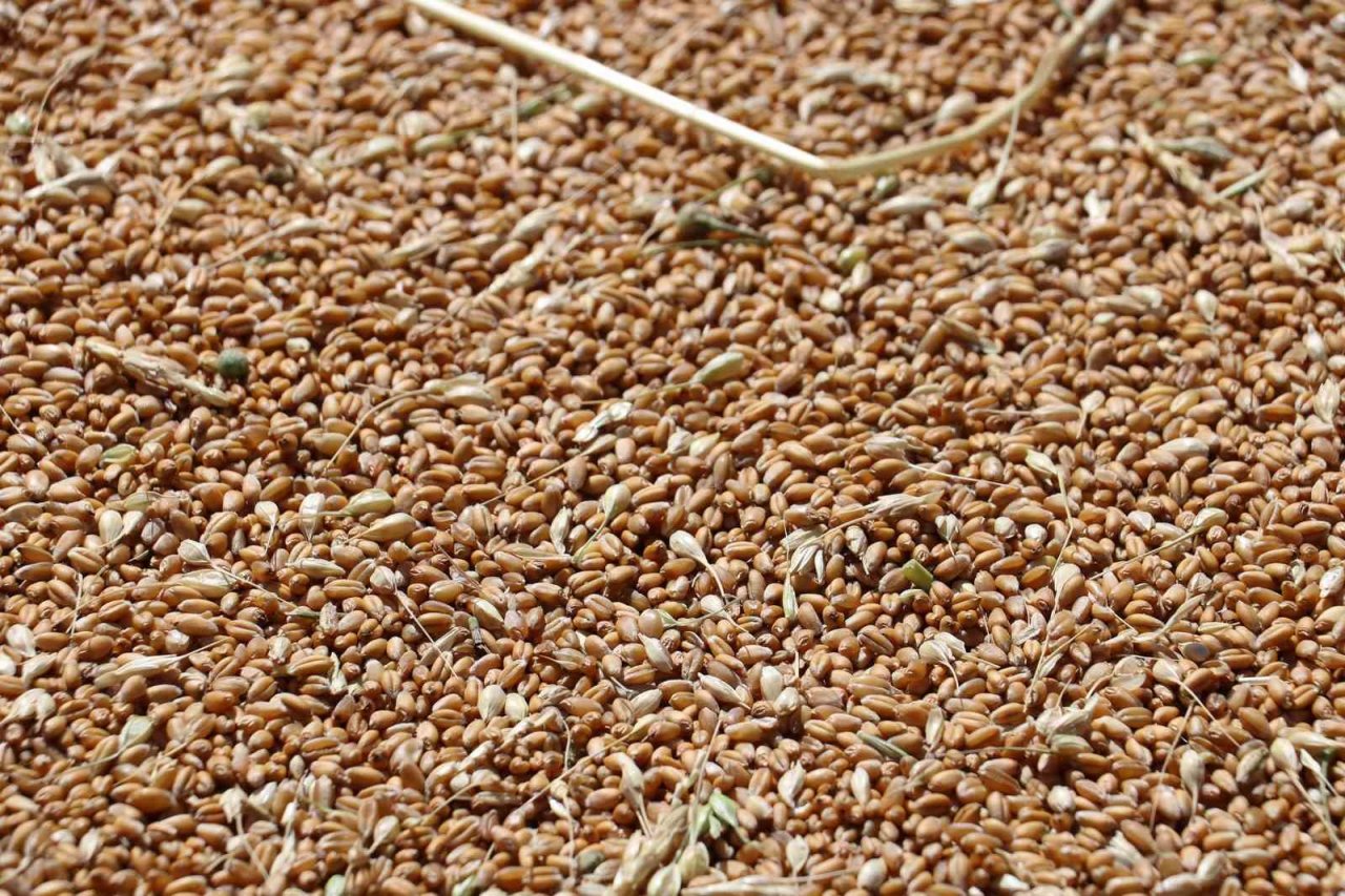 Buğday hasadında yağmur bereketi, geçen yıla göre verim yüzde yüz arttı