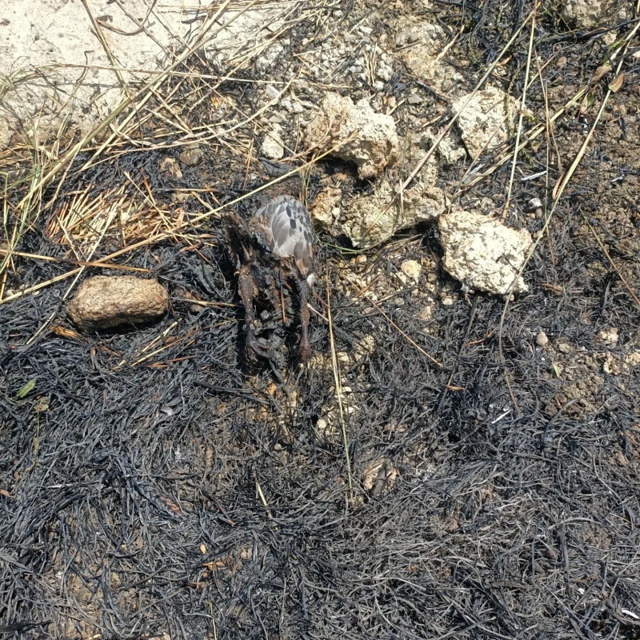 Elektrik tellerine çarpan kuş anız yangını çıkardı