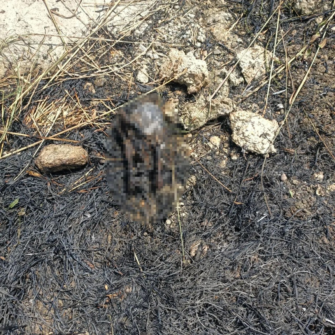 Elektrik tellerine çarpan kuş anız yangını çıkardı