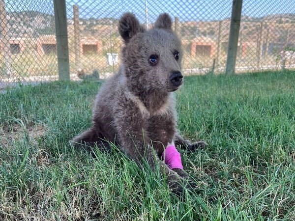 Yaralı yavru ayı Kütahya Belediyesince tedavi altına alındı