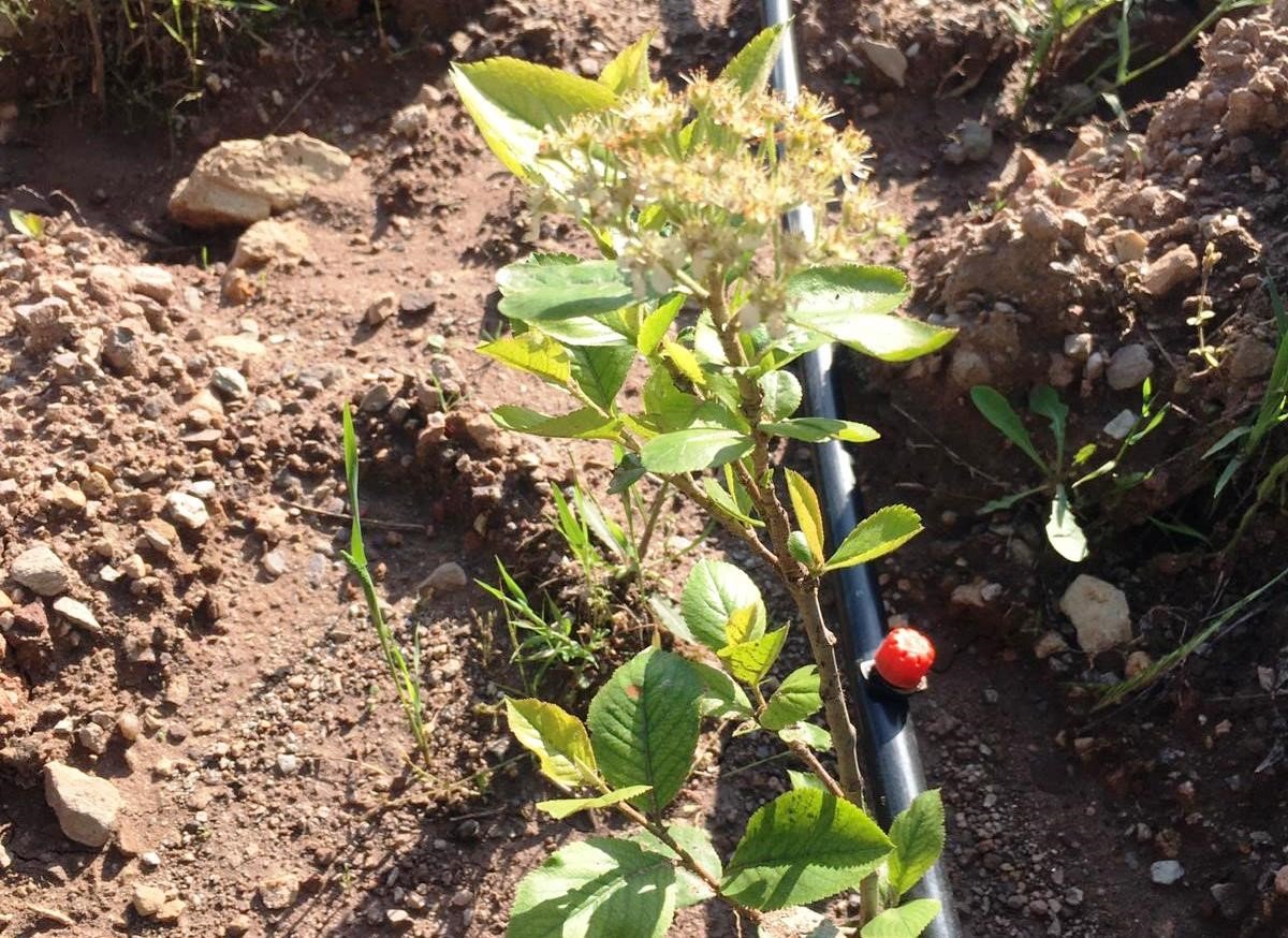 Ziraat Mühendisi 7 dekar tarlayı kendi imkanlarıyla aronya bahçesine çevirdi