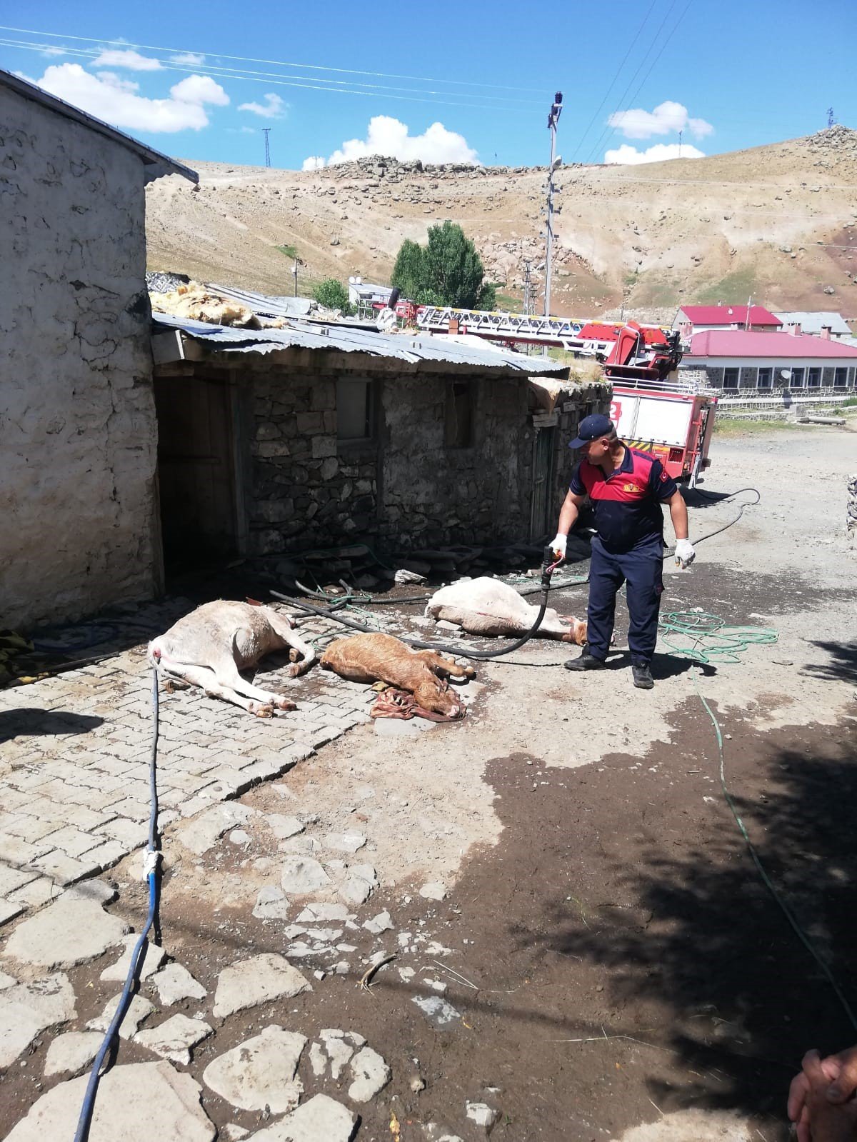 Ağrı’da ahırda çıkan yangında 3 inek telef oldu