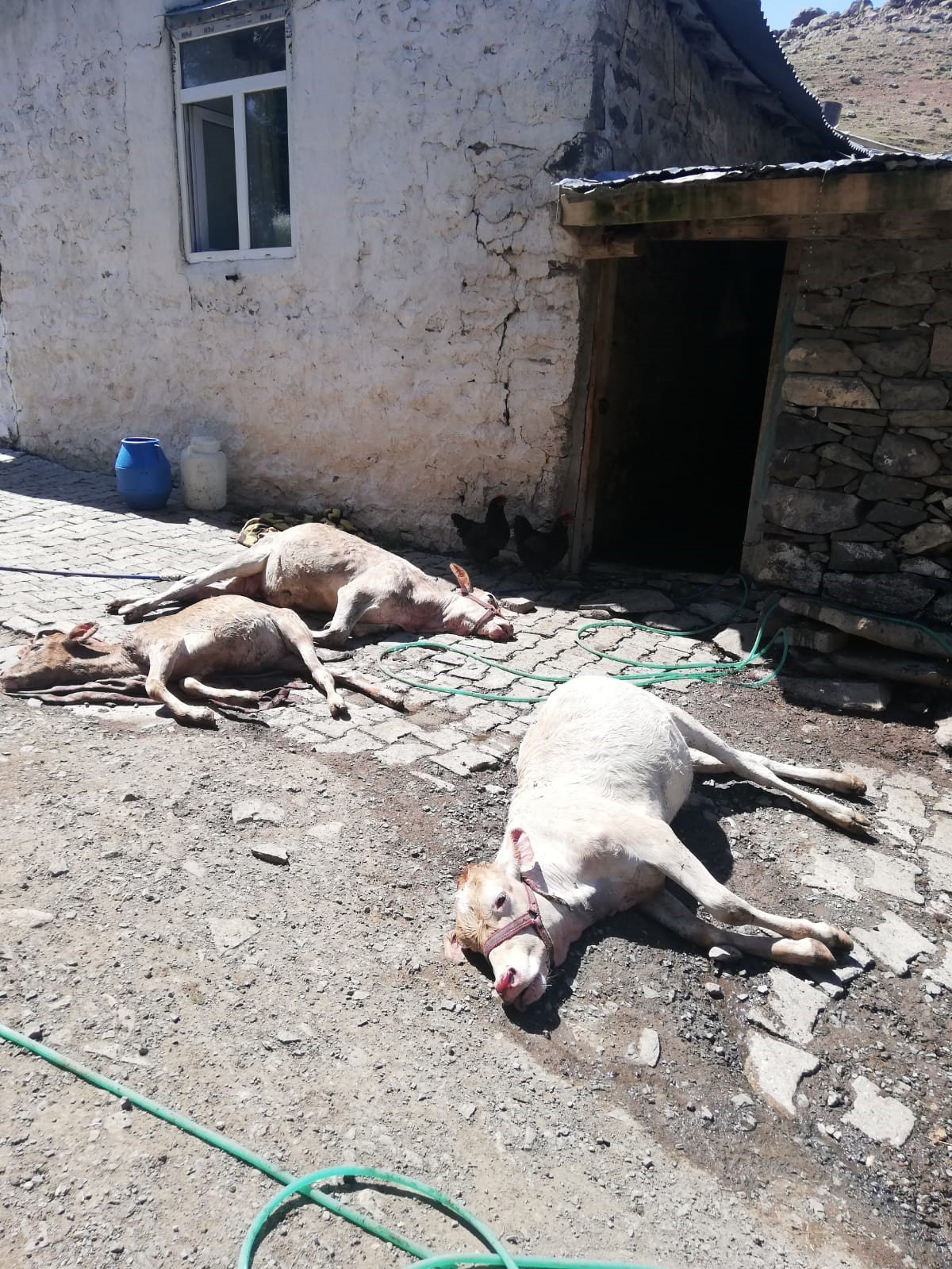 Ağrı’da ahırda çıkan yangında 3 inek telef oldu