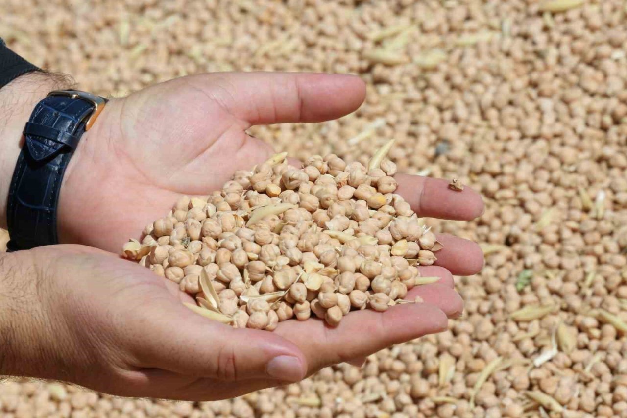 Aksaray Belediyesinin ürettiği nohutlar ihtiyaç sahibi ailelere dağıtılacak