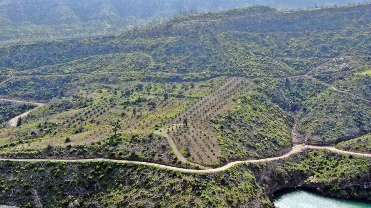 Manavgat orman yangınında zarar gören bölgelere 5 milyon fidan ekildi, 153 ton tohum toprakla buluşturuldu