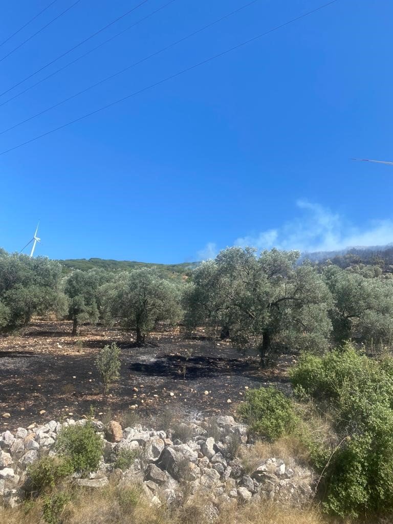 Didim’de makilik ve zeytinlik yangını korkuttu