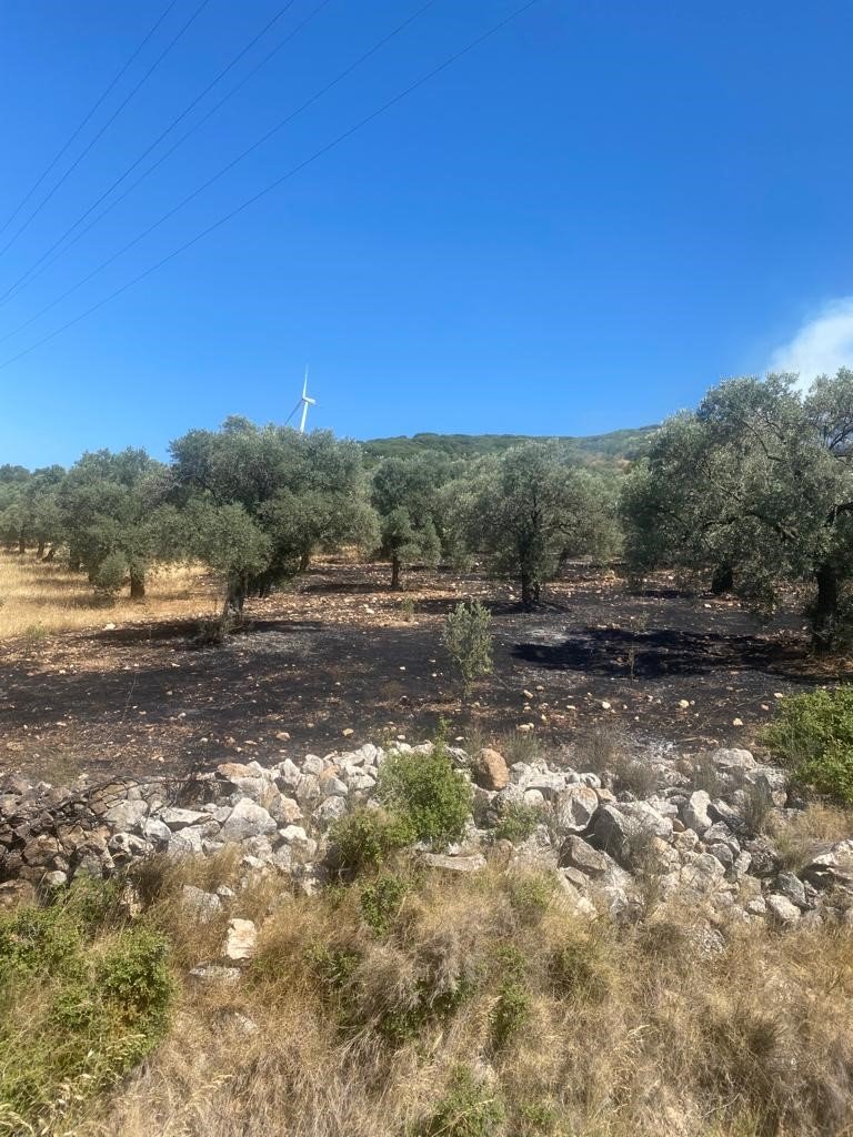 Didim’de makilik ve zeytinlik yangını korkuttu